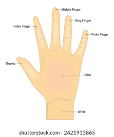 Human Hand Anatomy Science Design Vector Illustration Diagram