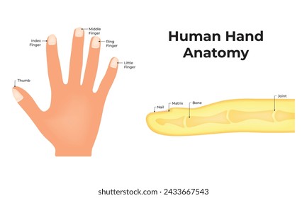 Human Hand Anatomy Science Design Vector Illustration Diagram