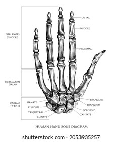 Human hand bone diagram hand draw vintage engraving style black and white clipart isolated on white background