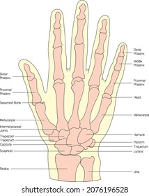 human hand bone skeleton finger