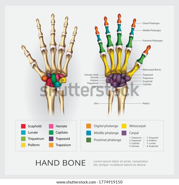 Human Hand Bone Vector\
Illustration