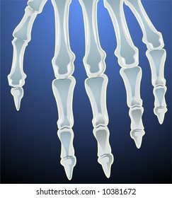 human hand bones