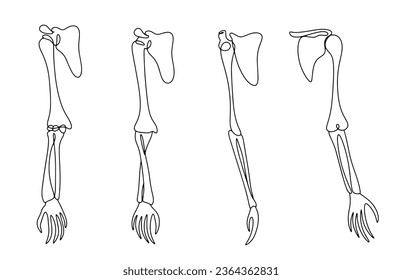 Human hand bones. Anatomical structure of the bones of the hand. Bone and Joint Action Week. One line drawing for different uses. Vector illustration.