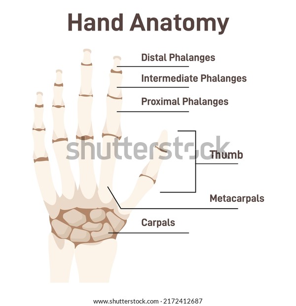 Human hand bones.\
Anatomical structure with captions of all sites. Healthy hand\
scheme, fingers and thumb phalanges, carpals and metacarpals. Flat\
vector illustration