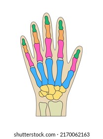 Anatomía de huesos de mano humana. Estructura de piezas de mano de color. Ilustración vectorial del diagrama de muñecas humanas.