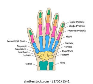 Human hand bones anatomy with descriptions. Colored hand parts structure. Lunate, triquetrum, pisiform, capitate, hamate, scaphoid wrist parts.