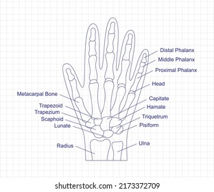Human hand bones anatomy drawing with a pen on notebook. Hand parts structure diagram with bones description. Human internal organ illustration.