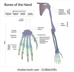 Human hand bones anatomy. Skeletal System Phalanges. Skeleton of the hand. Bones of human hand and wrist. Vector graphic illustration. Hand bones names to study medical biology system