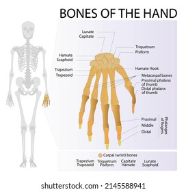 Human hand bones anatomy. Skeletal System Phalanges. Bones of human wrist. Vector graphic illustration. Hand bones names to study medical biology system