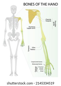 Human hand bones anatomy. Skeleton of the hand. Bones of human hand. Vector graphic illustration. Hand bones names to study medical biology system