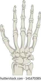 Human hand bones anatomy vector illustration eps 10