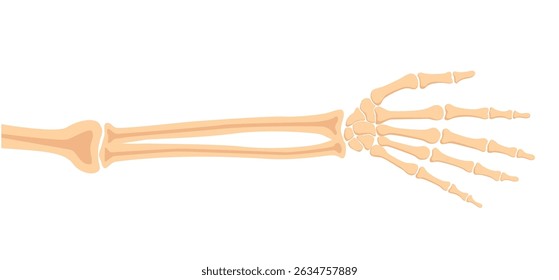 Human hand bones, front view. Medical anatomy. Arm checking healthcare joint palm finger exam. Hospital traumatology.