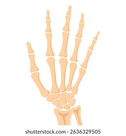 Human hand bones, front view. Medical anatomy. Arm checking healthcare joint palm finger exam. Hospital traumatology.
