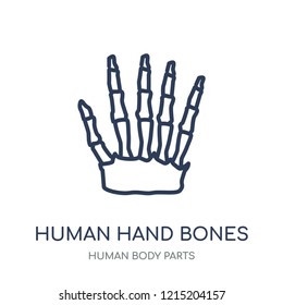 Human hand bones icon. Human hand bones linear symbol design from Human Body Parts collection.