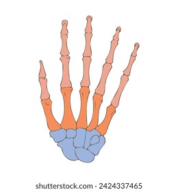 Human hand bones. Medical design. Vector illustration.