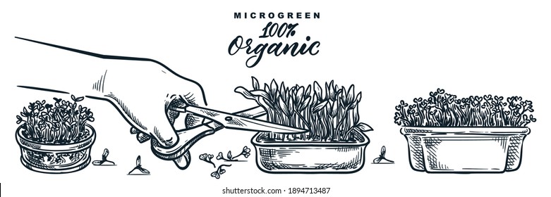 Human hand cuts microgreen sprouts in containers. Sketch vector hand drawn illustration isolated on white background. Natural organic food growing concept