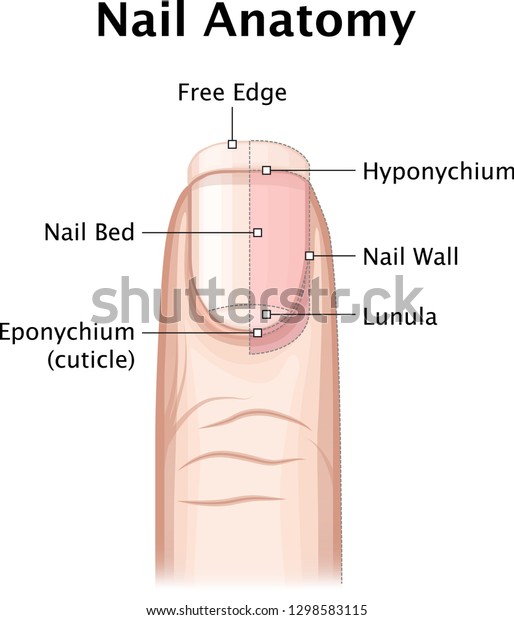 Human Hand Finger Nail Anatomy Free Stock Vector Royalty Free