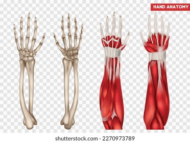 Anatomía de la mano y el antebrazo humanos realista con los huesos y músculos aislados ilustración vectorial