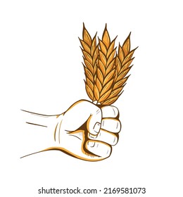 Human Hand Holding ears of Wheat. Threat of world hunger or Harvesting concept.