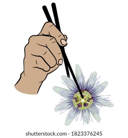 Human hand holding head of blue passionflower with chopsticks. Creative concept for exotic vegetarian food.