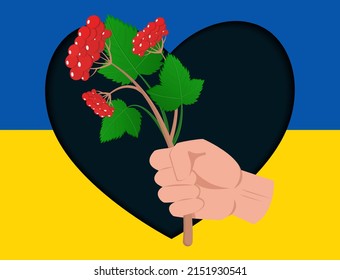 Human hand holding red viburnum branch on the Ukrainian flag color heart background. Ukraine support concept