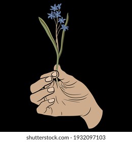 Human hand holding single blooming branch of Scilla bifolia or alpine squill flower. Creative seasonal spring design. On black background.