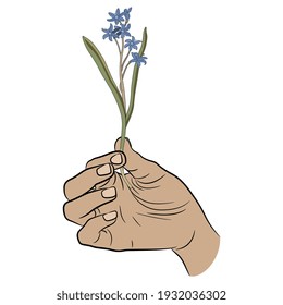 Mano humana sosteniendo una sola rama de Scilla bifolia o flor alpina. Diseño creativo de primavera de temporada. 