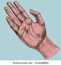 Human hand illustration. Hand drawn vector design of body part for your decoration.