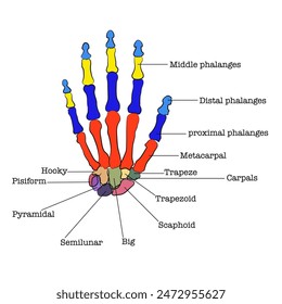 Human hand parts, Hand bones separated by colors.