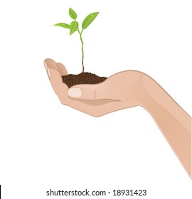 Human hand with a plant (vector)