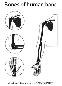 Human hand, shoulder, cubit silhouette and skeletal anatomy vector illustrations set. Educational anatomy materials. Medical center, clinic, institute, rehabilitation, diagnostic, surgery logo element