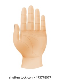 Human hand shows five fingers and empty palm. Illustration of hand sign to stop isolated on white background.
