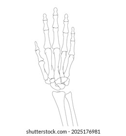 Human hand skeleton contour isolated on white background. Vector illustration.