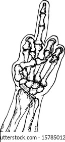 A human hand skeleton giving the middle finger sign. Hand drawn vector illustration. 
