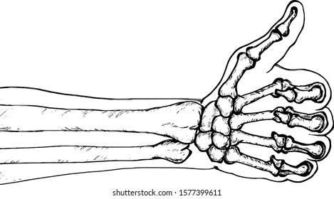 A human hand skeleton giving the thumbs up sign. Hand drawn vector illustration. 