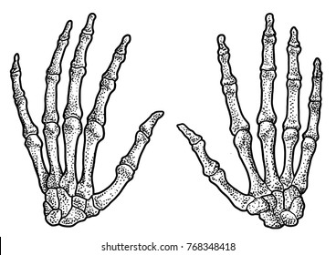 Human hand skeleton illustration, drawing, engraving, ink, line art, vector