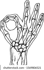 A human hand skeleton making an okay sign. Hand drawn vector illustration.