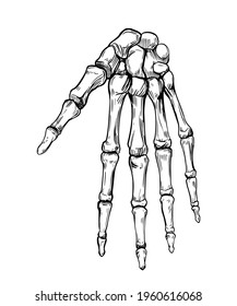 Human hand skeleton. Vector outline illustration