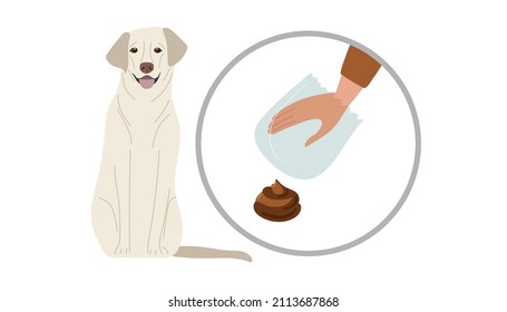 Mano humana en una bolsa transparente que va a eliminar los residuos de mascotas. Labrador retuiteado sentado. Responsabilidad social. excreción animal. Por favor, limpie después de que su perro cante. Ilustración vectorial plana aislada.