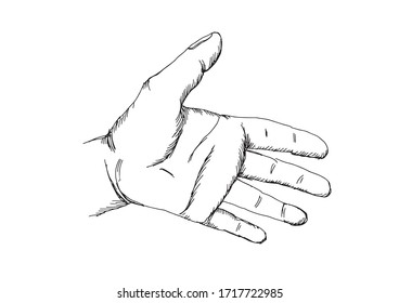 Human Hand Vector Illustration On White Stock Vector (Royalty Free ...