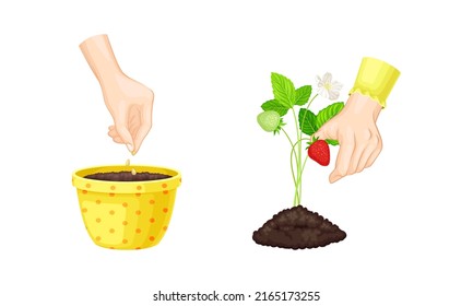 Human hands growing plant. Organic agriculture, gardening and planting vector illustration