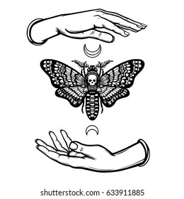 Human hands hold moth