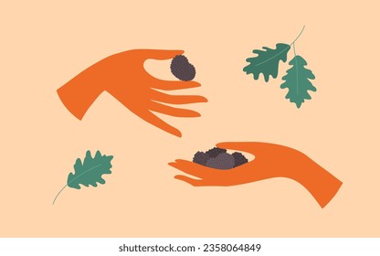 Human hands holding truffle mushrooms. Man or woman picking edible mushroom in oak forest. Underground fungus vector illustration. Autumn harvest season. Delicious vegetarian food. Mushroom hunter