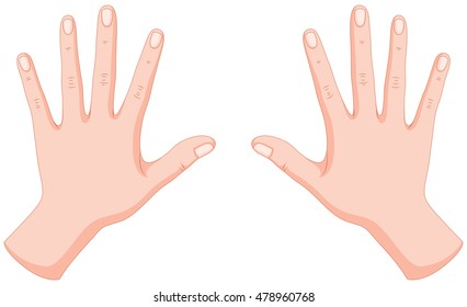 Human hands left and right illustration