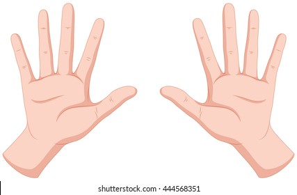 Human hands on white background illustration