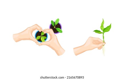 Human hands planting green seedlings. Organic gardening and environment protection vector illustration