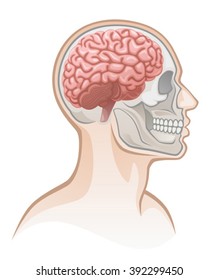 Human head 