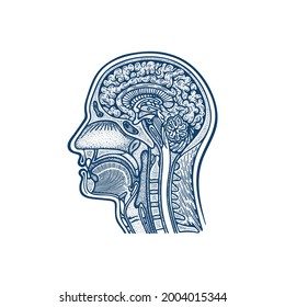 Human Head Anatomy Hand Drawn Vector Illustration. Man`s Head Brain And Skull Cross Section Vintage Engraving Style Drawing. Medical Poster. Part Of Set.