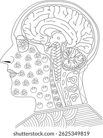 Human Head Anatomy Line Art Diagram, Detailed line art illustration of a human head in profile, showing the internal anatomy including the brain, cerebellum, brainstem, and structures in the neck.