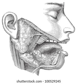 Human head anatomy - nose, mouth and throat / vintage illustration from Meyers Konversations-Lexikon 1897